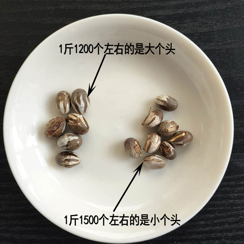 杨拉罐东北坦克虫食用洋辣子高蛋白鱼饵鹦鹉鸟松鼠仓鼠蜜柳根鱼饵-图1