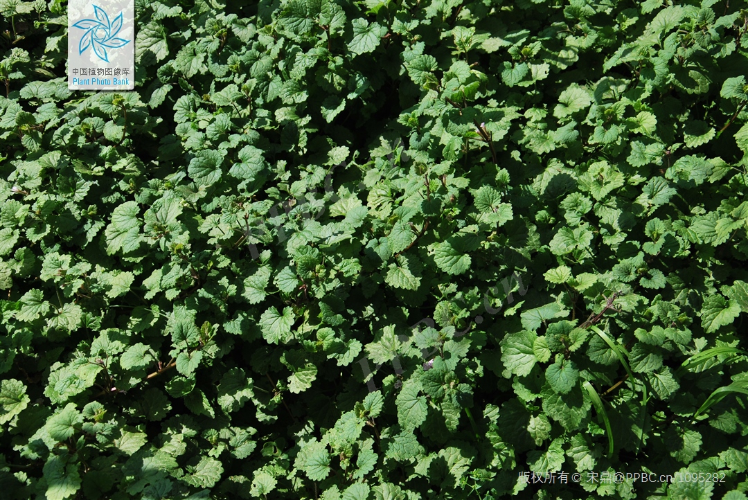 包邮潮汕青草药新鲜现采透骨消驳骨消接骨消连钱草-图1