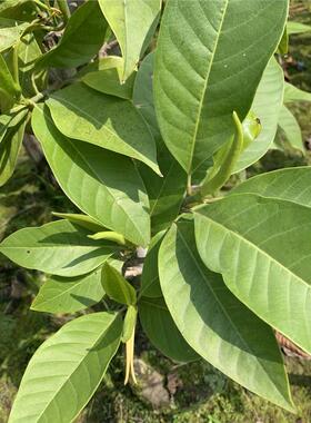 白兰花白玉兰树苗盆栽带花苞矮化老桩花卉绿植四季开花植物黄角兰