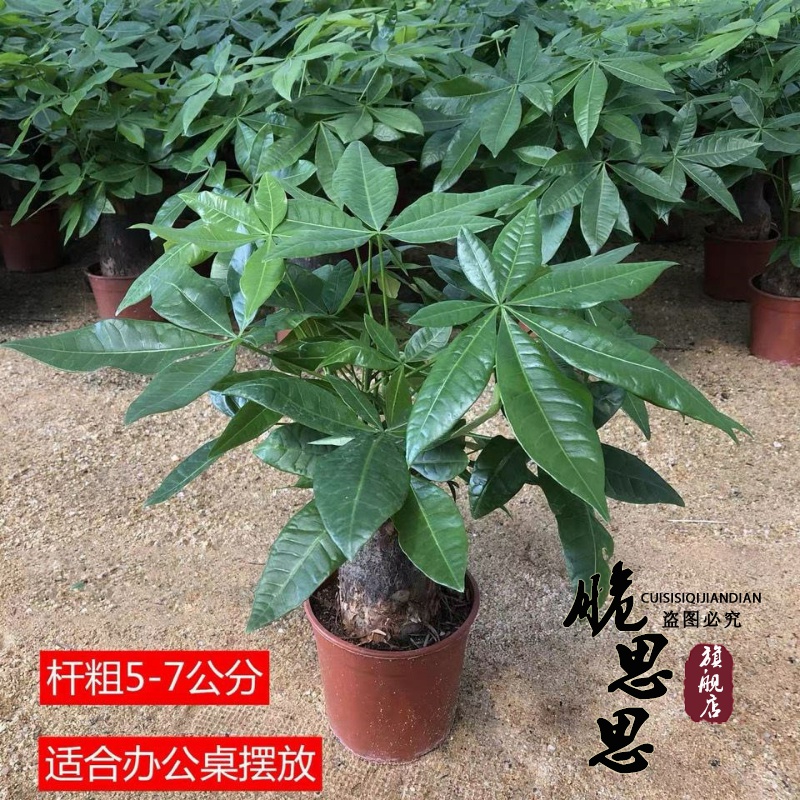 发财树盆栽室内客厅桌面绿植小盆景大发财树苗招财树吸甲醛植物-图1