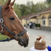 (Pre-D) IROSKA horse head pony pony pony for a birthday cake 6 inches and four layers of unequable cake