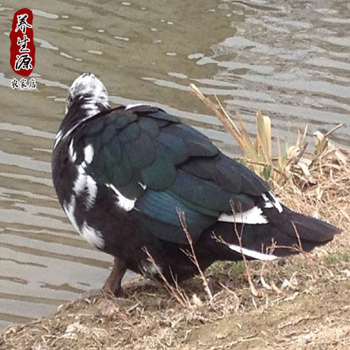 农家江河放养番鸭土鸭母鸭飞鸭红头鸭腾鸭洋鸭瘤头鸭老鸭子新鲜 - 图0