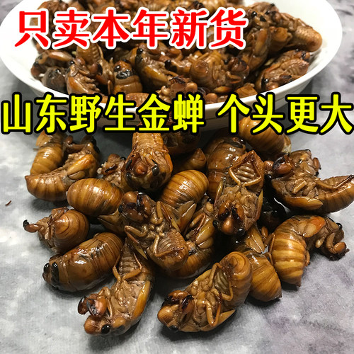 白蝉知了猴新鲜黑蝉包邮山东特产银蝉脱壳白蝉油炸金蝉山东特产 - 图2