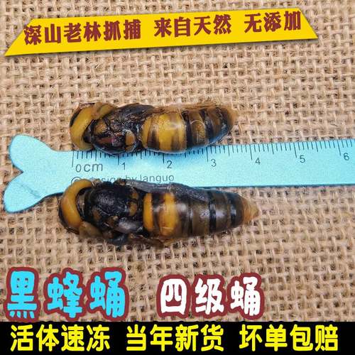 蜂蛹大黑蜂500克4级蜂蛹虎头蜂马蜂野生蜂蛹昆虫食品蜂蛹大蜂蛹 - 图0