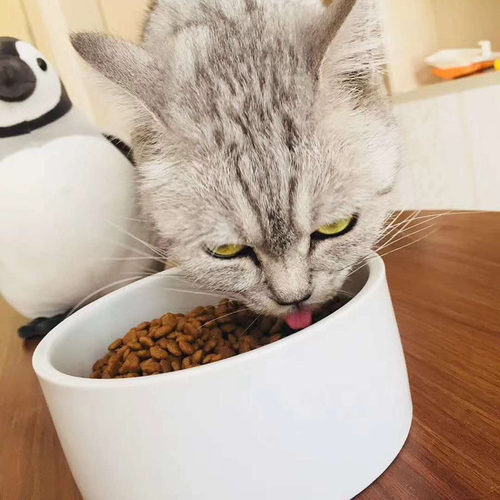 自制猫粮天然粮鲜肉猫主粮宠物美短英短成猫幼猫咪全猫粮5斤包邮 - 图1