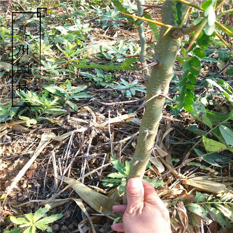 大刺皂角树苗皂角树绿化皂荚树苗盆栽地栽皂角树苗庭院皂角苗包邮