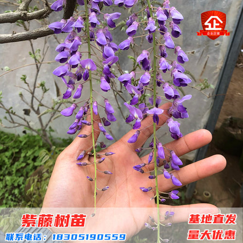 紫藤花树苗爬藤攀爬围墙庭院植物老桩盆栽花苗藤蔓紫藤萝花卉包邮 - 图1