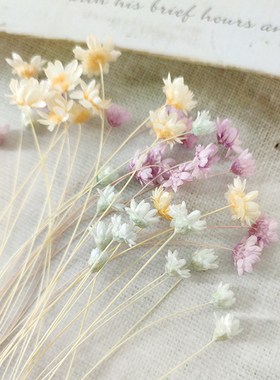 永生花干花进口巴西迷你小星花