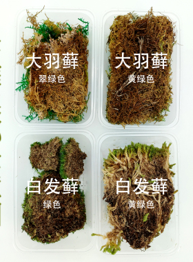 天然干青苔diy苔藓大羽藓白发藓