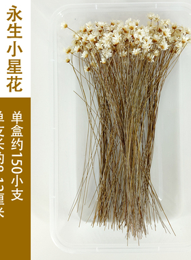 盒装永生花干花原色花材浮游瓶