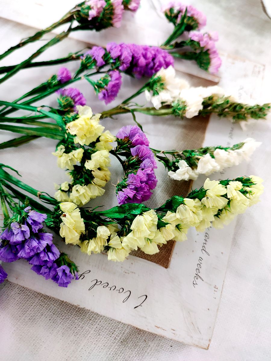 永生勿忘我带枝保鲜花DIY相框干花材料天然植物幼儿教学手工活动