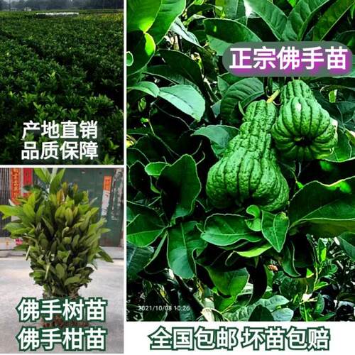 佛手苗广东盆栽佛手果苗金佛手苗木佛手树苗药用苗包邮 - 图0