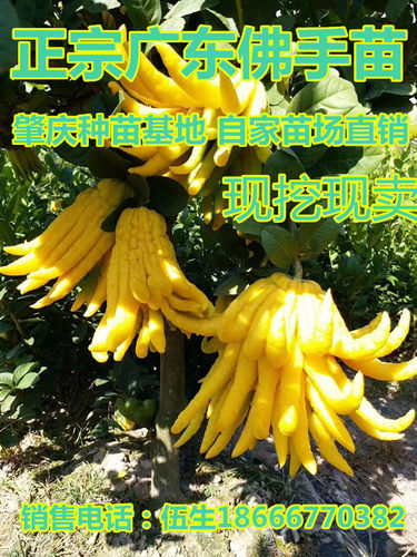 佛手苗广东盆栽佛手果苗金佛手苗木佛手树苗药用苗包邮 - 图2