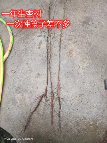杏树 杏子 杏树苗 杏 杏子树苗 占地苗 砧木 山杏 实生苗 果树苗 - 图0