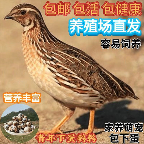 鹌鹑活鸟下蛋可繁殖鹌鹑活苗家养鸡阳台养小鸡宠物活体鹌鹑鸡活物 - 图2