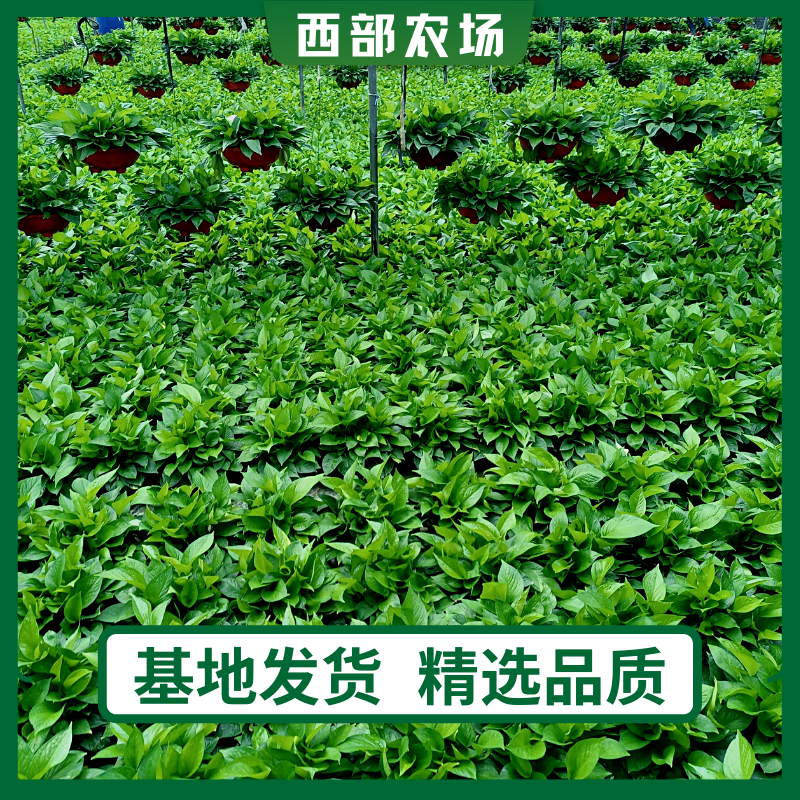 绿萝盆栽植物室内绿植吸甲醛净化空气大盆吊兰花卉土培绿箩可长藤 - 图1
