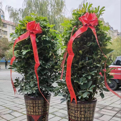 5尺 6尺开业写字条幅 大号手拉花 婚庆典花篮装饰红拉花 彩带 - 图1