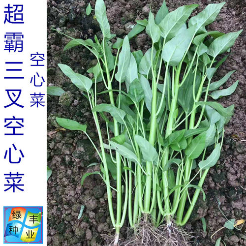 超霸 三叉空心菜种子 三梗空心菜蕹菜通菜良种春夏秋冬季蔬菜种孑 - 图1