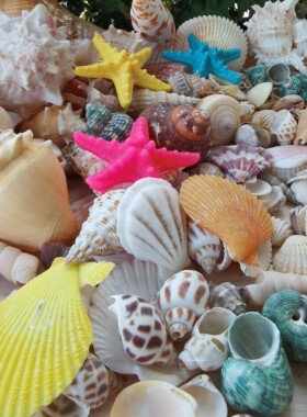海底洋贝壳海螺56种混批