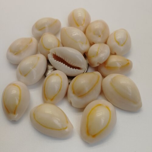 【海底洋】正品天然贝壳海螺白色金边钱古钱币药用风水手工饰品 - 图2