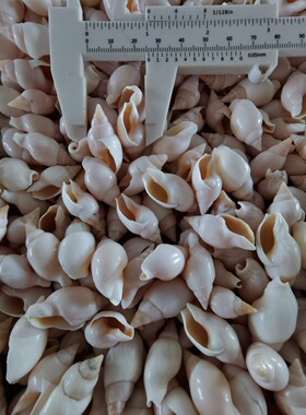 白织纹螺贝壳海螺海星2-3cm漂流瓶鱼缸造景DIY配饰-海底洋