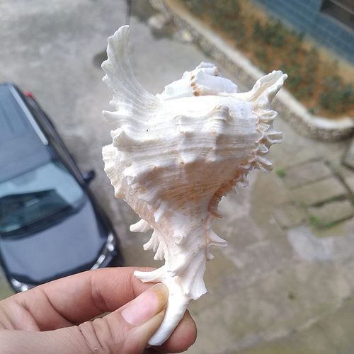 天然贝壳海螺超大麒麟螺千手螺菊花螺家居摆件婚庆装饰鱼缸造景 - 图3
