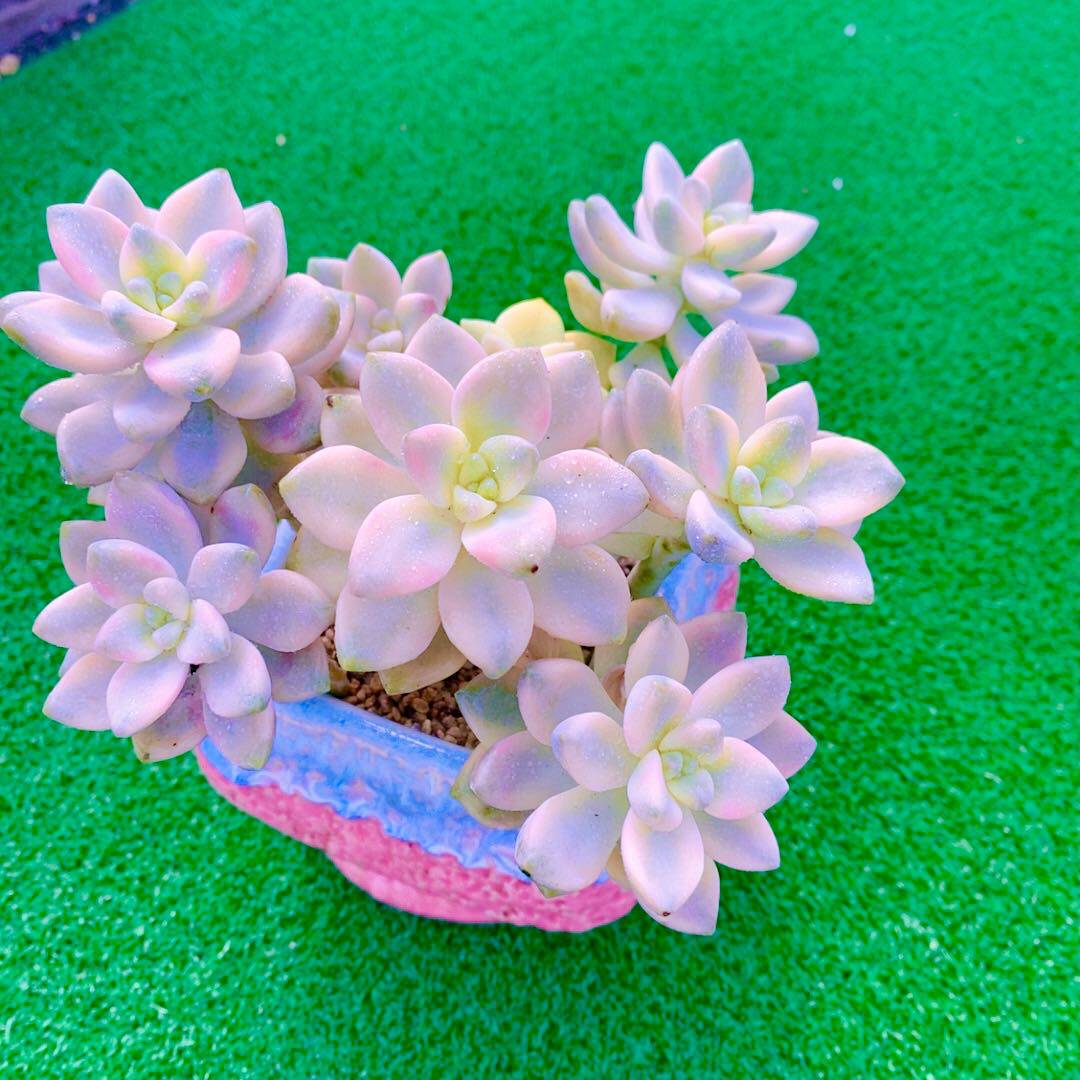 Y云南  多肉植物美杏锦散群（11厘米左右） - 图2