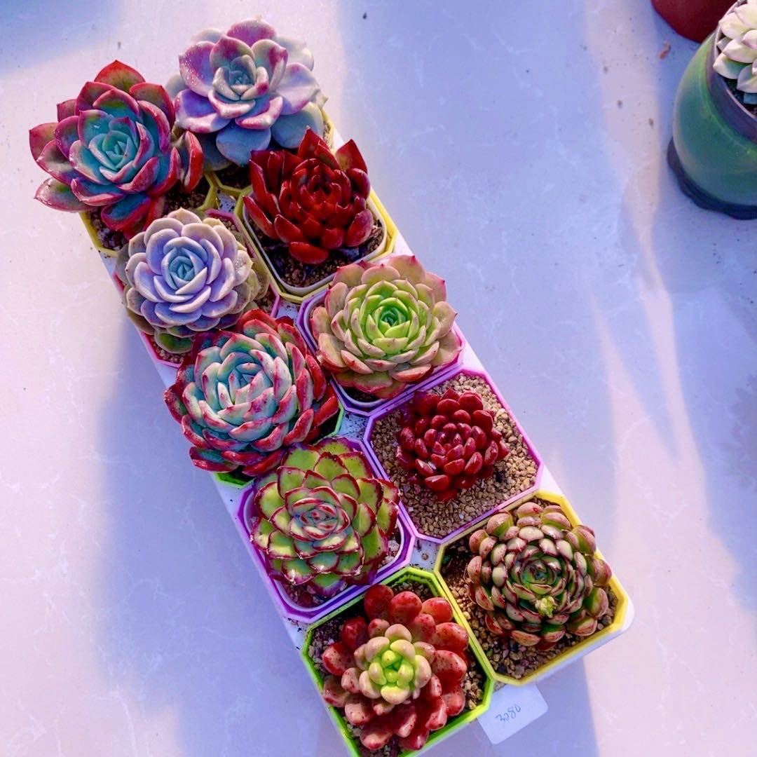 多肉植物精品十全十美  送彩盆 土 框架（6厘米左右）,淘宝优惠券,粉丝福利购,淘宝优惠卷