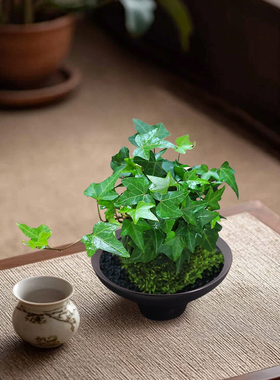 禅意白陶花盆简约素雅陶瓷花器苔藓球专用花盆适配多种绿植造景盆