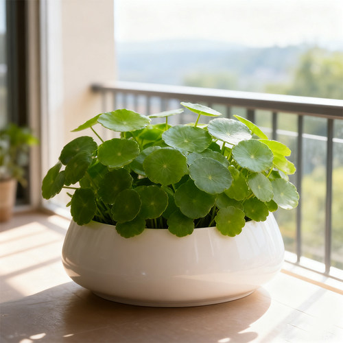 铜钱草花盆水仙盆睡莲碗莲无孔金钱陶瓷清仓水养水培专用多肉大号 - 图0