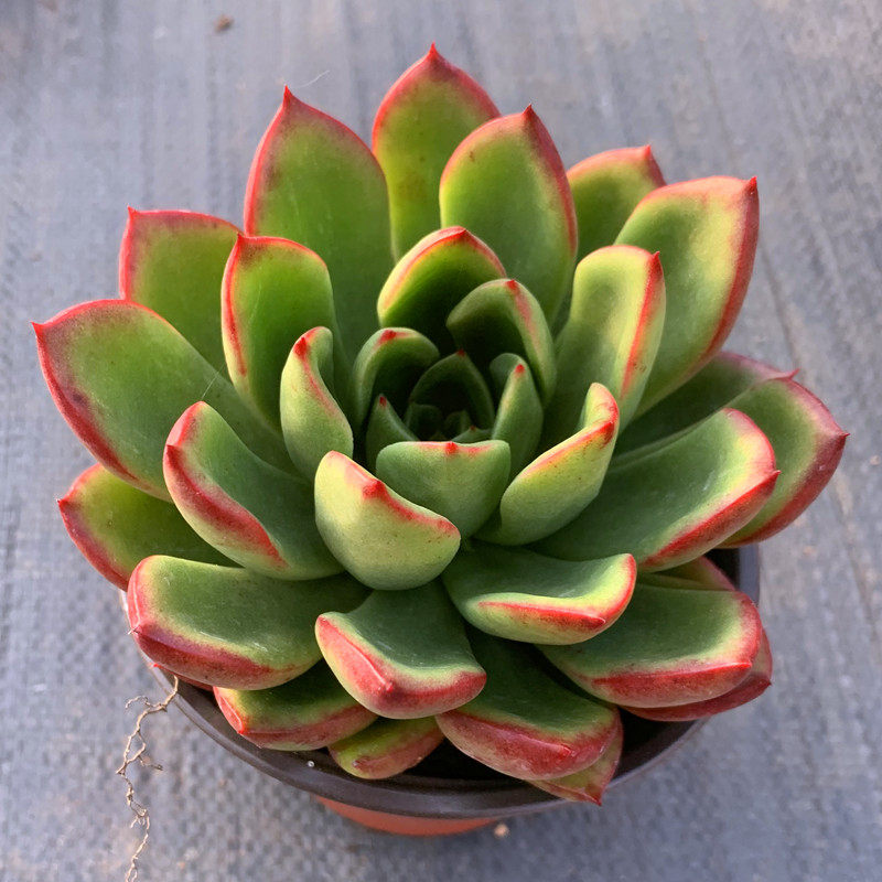 原价10券后价10 茗居云南基地多肉直销实拍记忆冬云系多肉植物群生木质化老桩 日月商集聚合优惠