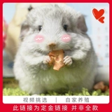 Pure Breed Totoro Live House Cubs Baby Silver Paper