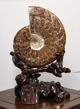 古生物化石螺菊石带底座桌面摆件