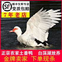 The Fir Yang Now Killing White Duck Dolphin Duck Farmhouse Red Head Mouth Face Loose and Ducks Foreign Flying Duck Fresh Raw Duck Meat
