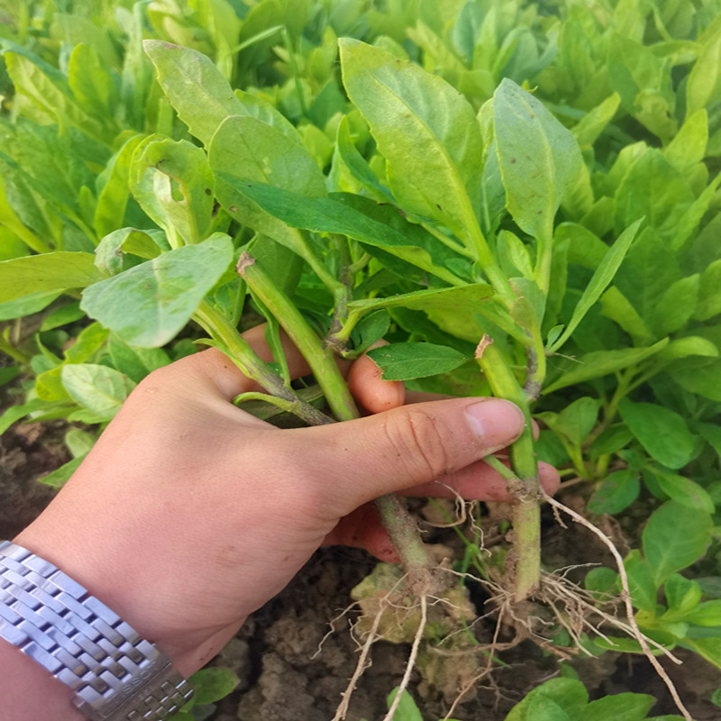 明月草苗盆栽种苗白背菜降糖草神仙草秧苗小苗食用白子菜金鸡毛草 - 图1