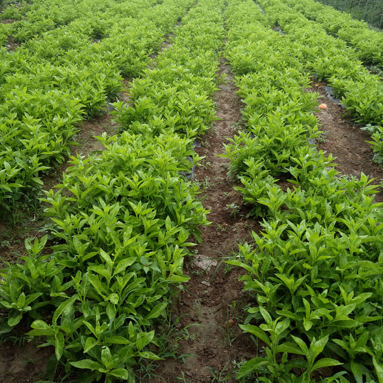 明月草苗盆栽降糖草种苗白背菜神仙草神仙草蔬菜种植白子菜鸡毛草 - 图2