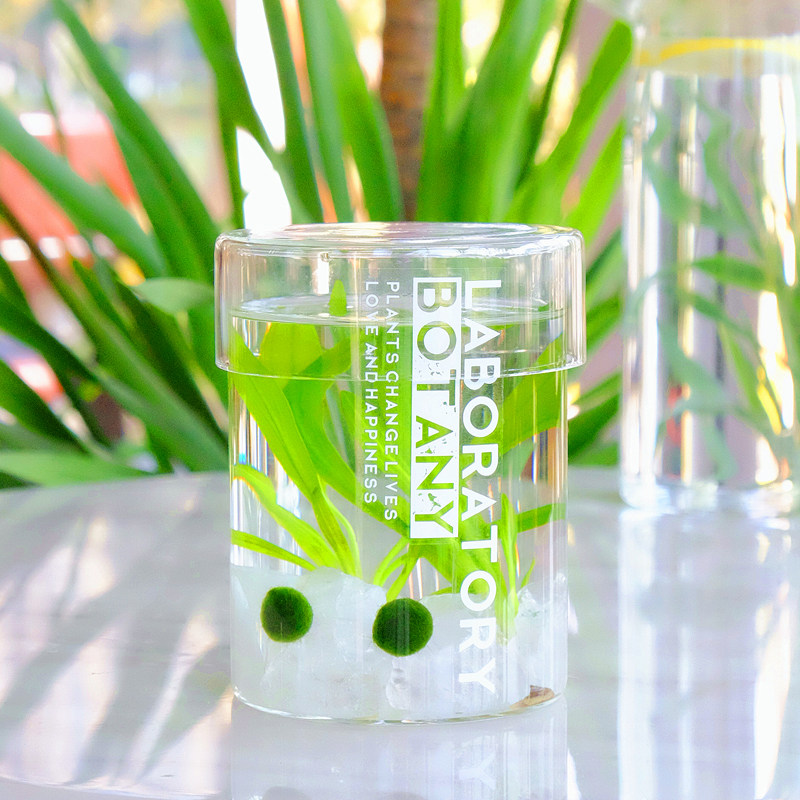 marimo幸福海藻球生态瓶绿球藻微景观水培植物水气森林送营养液,淘宝优惠券,粉丝福利购,淘宝优惠卷