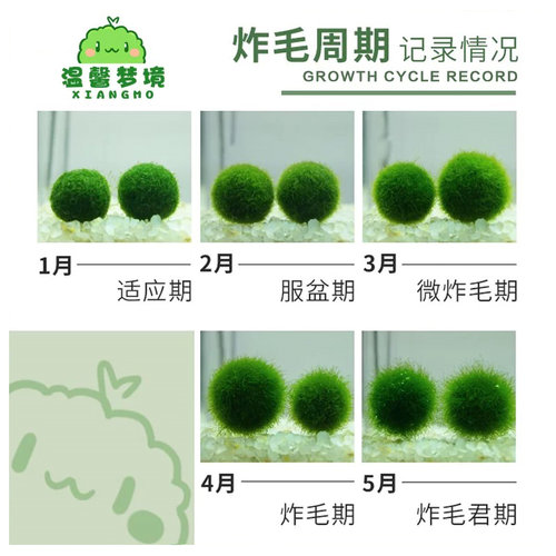 marimo幸福莫海藻球宠物微景观生态瓶办公室水培植物绿球藻营养液 - 图1