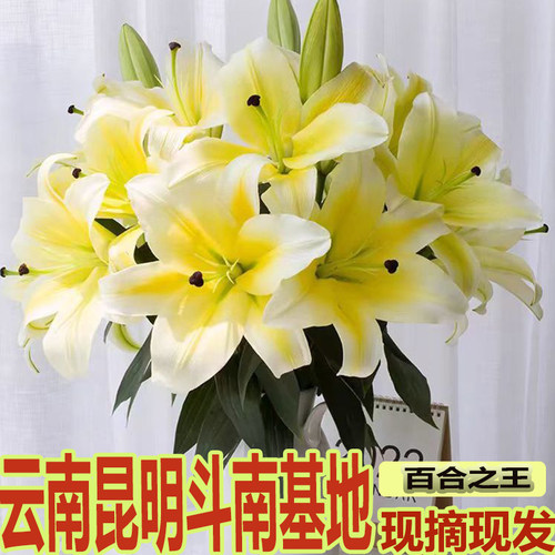 香水百合鲜花云南基地直发水培多头鲜切花花束插花插瓶多重瓣花卉 - 图1
