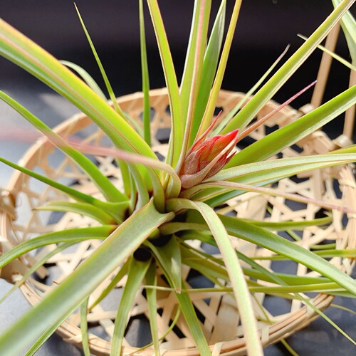 空可乐X电烫卷-空气凤梨 Concolor x Streptophylla懒人植物 - 图1