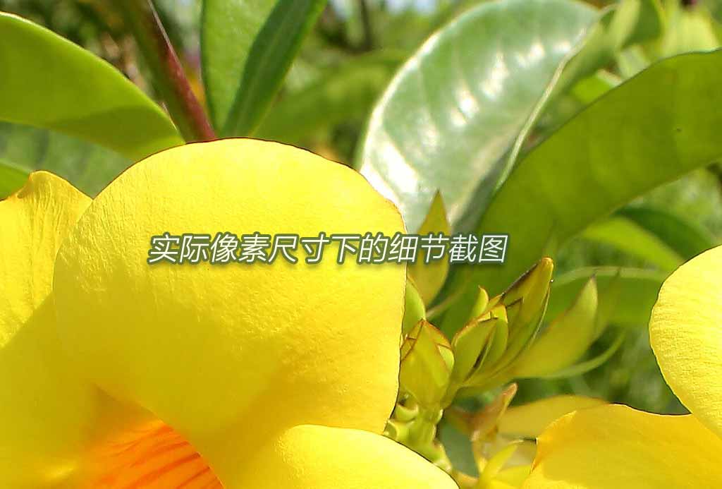 1张黄婵花株特写高清摄影园林绿化植物花草植株灌木盆栽盆景素材-图0