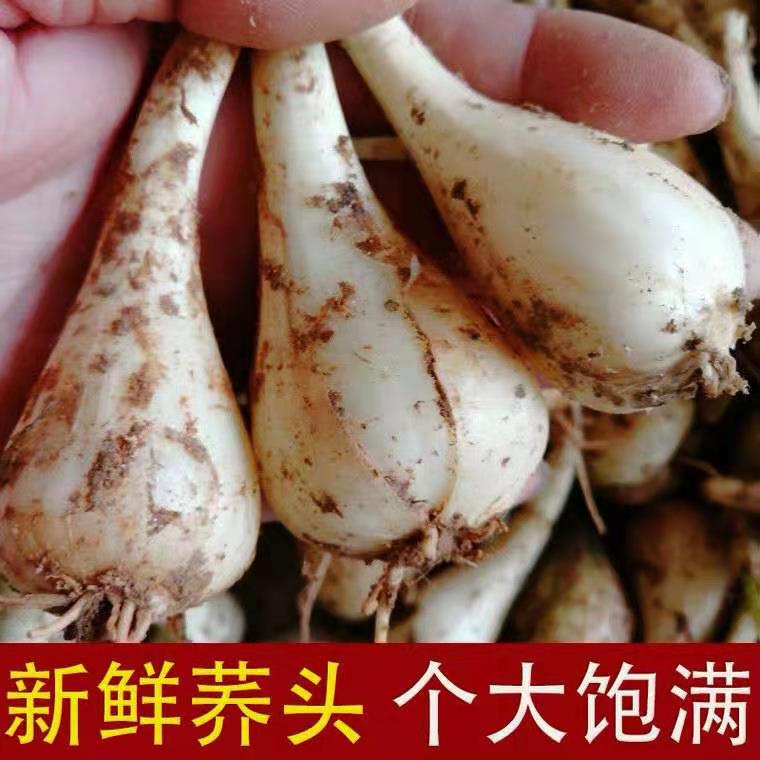 荞头新鲜现挖茭头腌制农家自种蔬菜无叶叫头种子教头江西大个藠头 - 图0