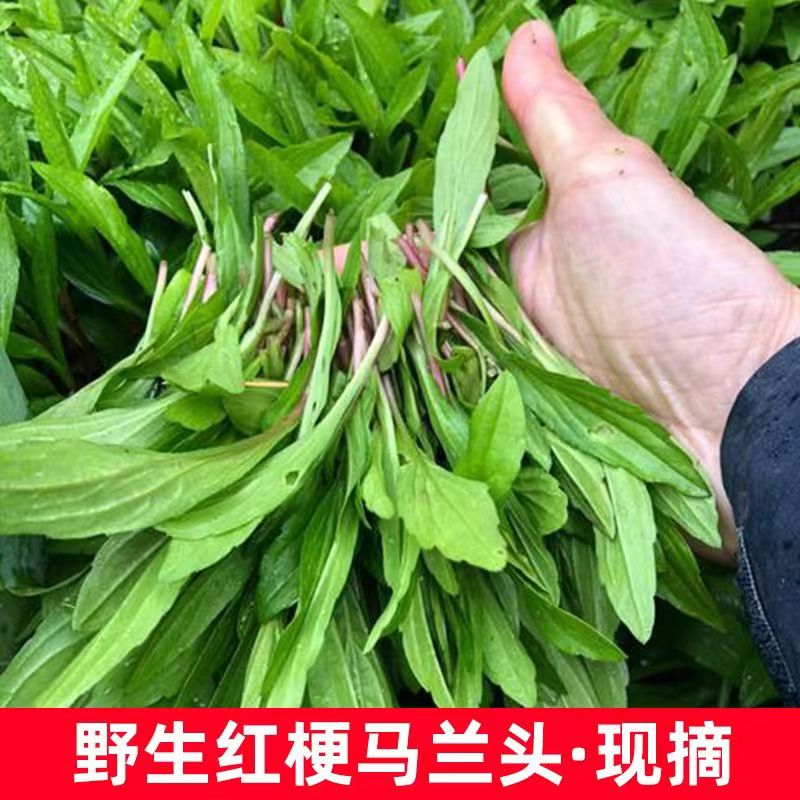 新鲜马兰头野菜顺丰包邮野生红杆当季蔬菜马兰头菜江苏时令马兰菜 - 图0