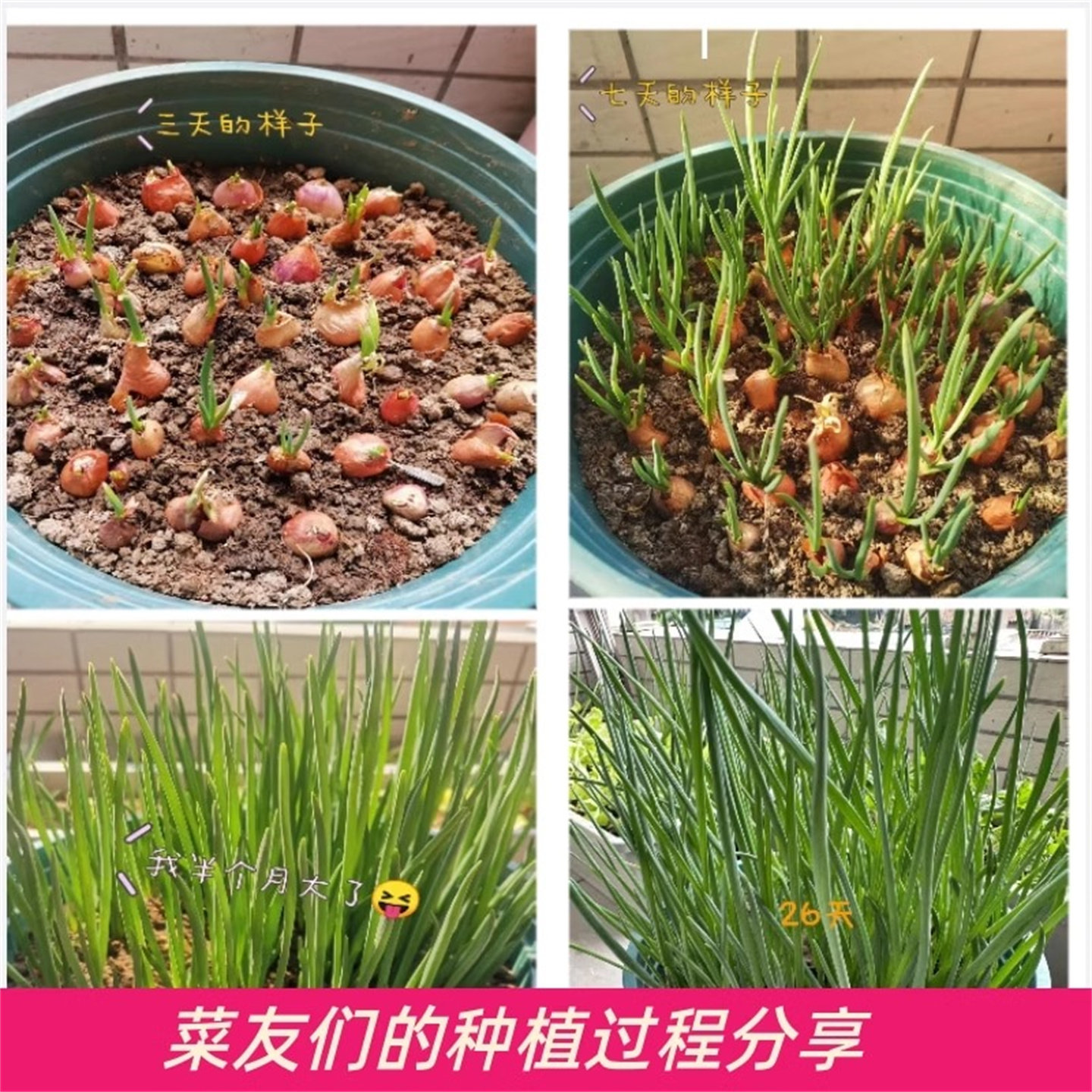 葱类新鲜红葱头蔬菜葱头葱头种小葱葱头种四季小香葱火葱头四川葱,淘宝优惠券,粉丝福利购,淘宝优惠卷