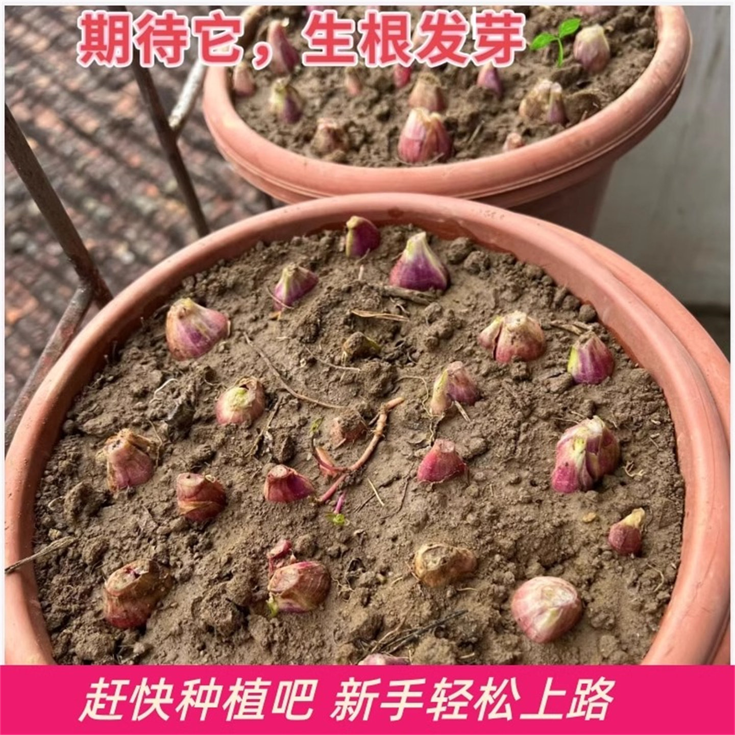 葱类新鲜红葱头蔬菜葱头葱头种小葱葱头种四季小香葱火葱头四川葱,淘宝优惠券,粉丝福利购,淘宝优惠卷