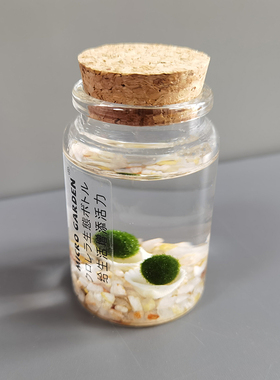 diy马里生态瓶小型水草海藻球