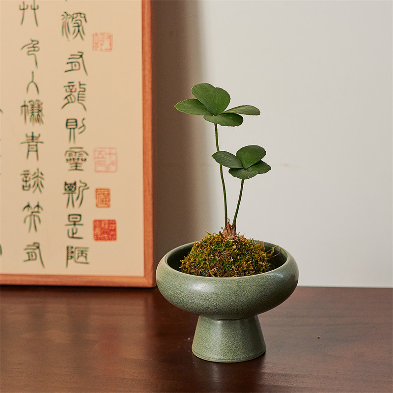 墨西哥铁苔藓球桌面书房新中式禅意常青绿植室内植物铁树幸运草,淘宝优惠券,粉丝福利购,淘宝优惠卷