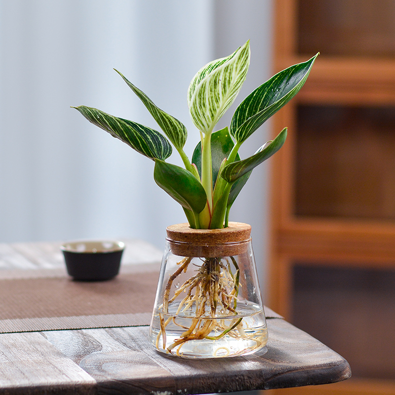 水培植物春雨曼丽榕水样花卉办公室内桌面小绿植好养竹芋金钻盆栽 - 图0