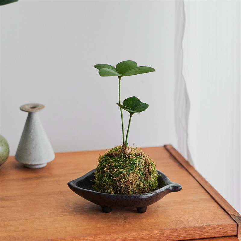 墨西哥铁苔藓球桌面书房新中式禅意常青绿植室内植物铁树幸运草,淘宝优惠券,粉丝福利购,淘宝优惠卷