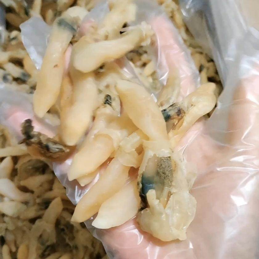 新鲜蛏子干250g/500g海蛏干干货 蚬子干海鲜干货蛏子肉干 蛏肉干,淘宝优惠券,粉丝福利购,淘宝优惠卷